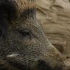 060920_gaiapark84_wildboar
