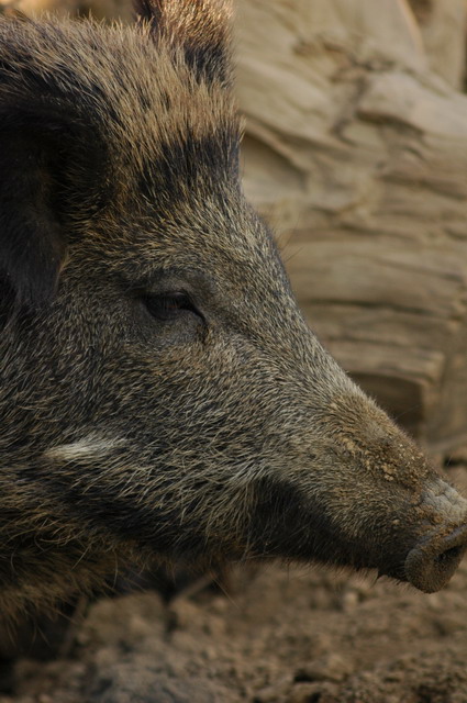060920_gaiapark84_wildboar