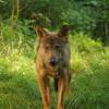 060920_gaiapark85_wolf