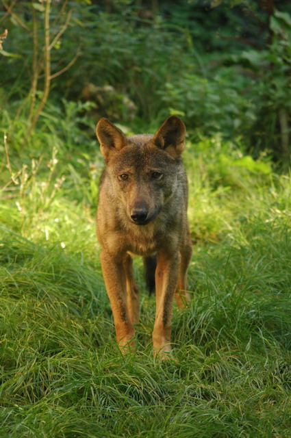 060920_gaiapark85_wolf
