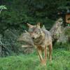 060920_gaiapark86_wolf