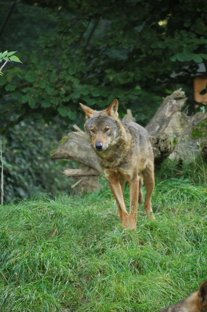 060920_gaiapark86_wolf