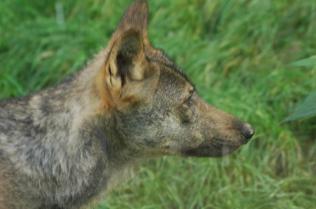 060920_gaiapark87_wolf