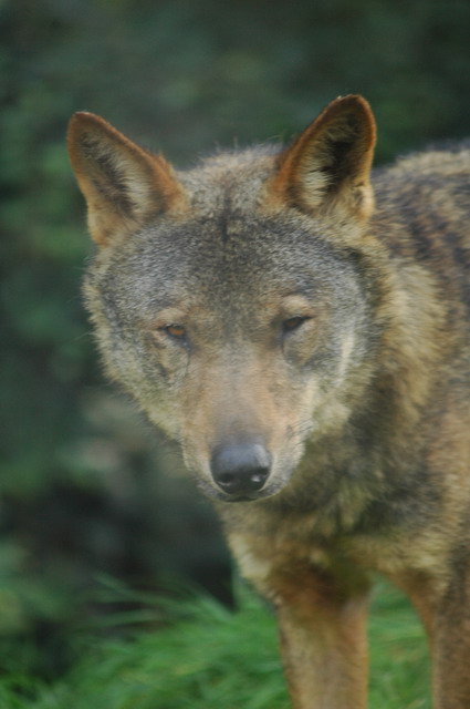 060920_gaiapark88_wolf
