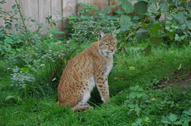 060920_gaiapark89_lynx