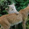 060920_gaiapark90_lynx_baby