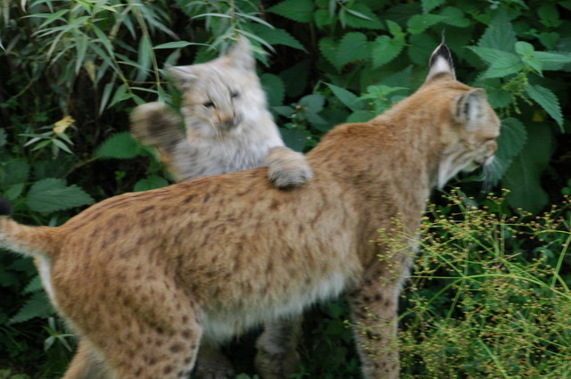 060920_gaiapark90_lynx_baby