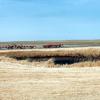can251006_04_prairie