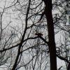 070318_peel02