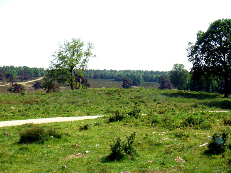 070429_01_brunssummerheide