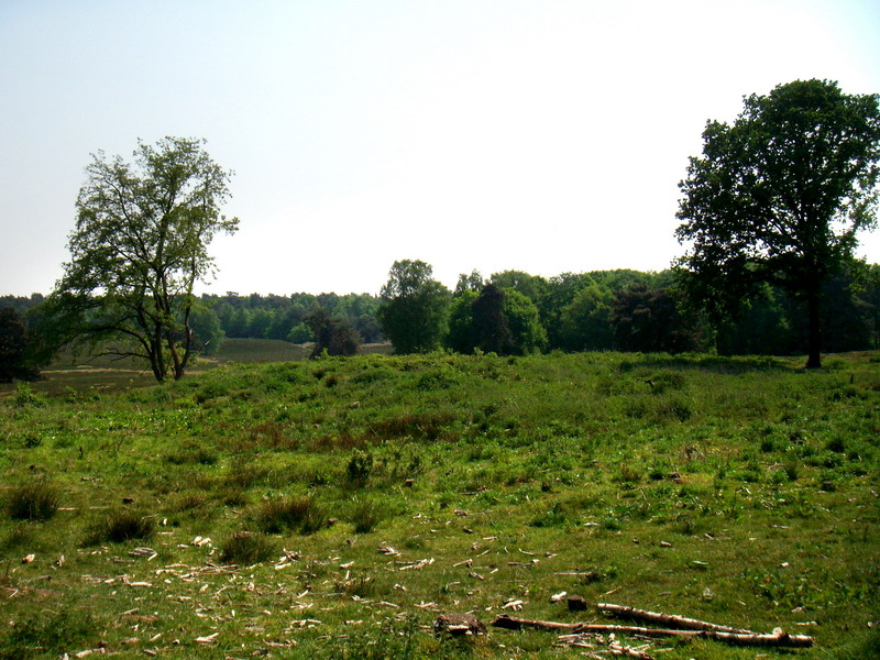 070429_03_brunssummerheide