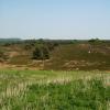 070429_04_brunssummerheide