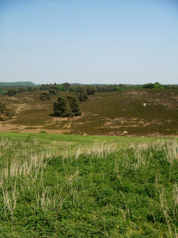 070429_04_brunssummerheide