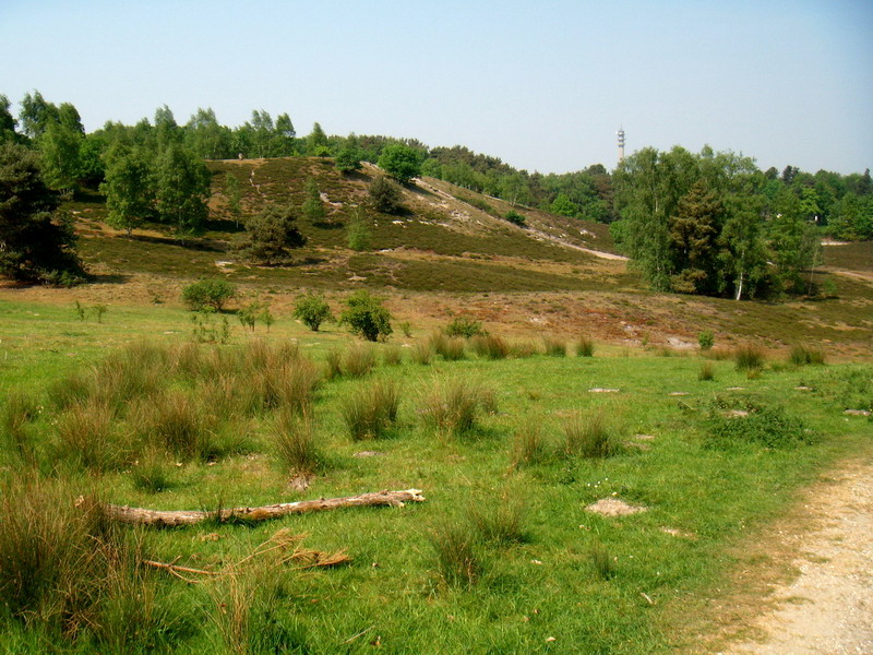 070429_06_brunssummerheide