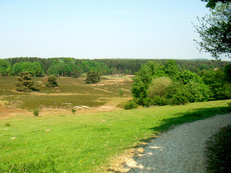070429_07_brunssummerheide