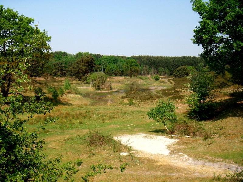 070429_08_brunssummerheide