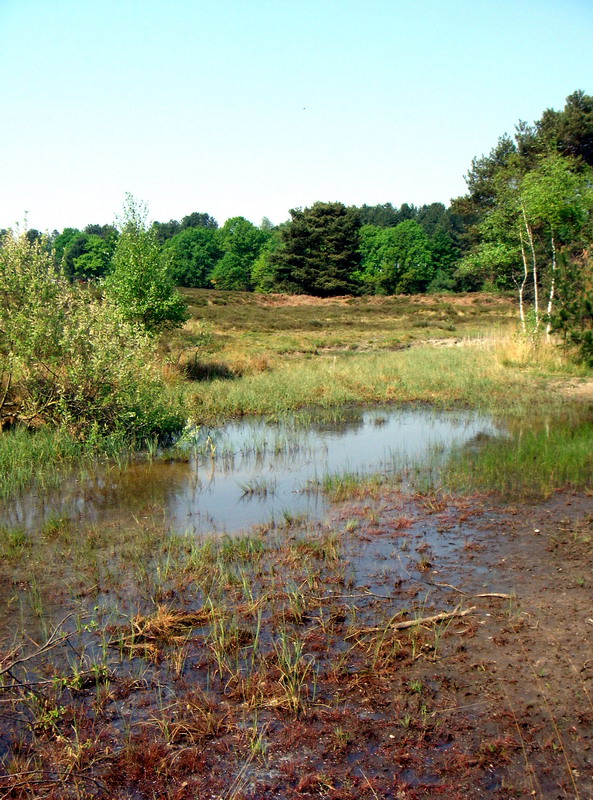 070429_09_brunssummerheide