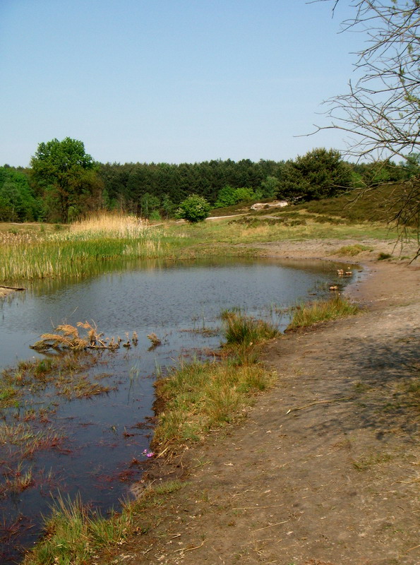 070429_10_brunssummerheide