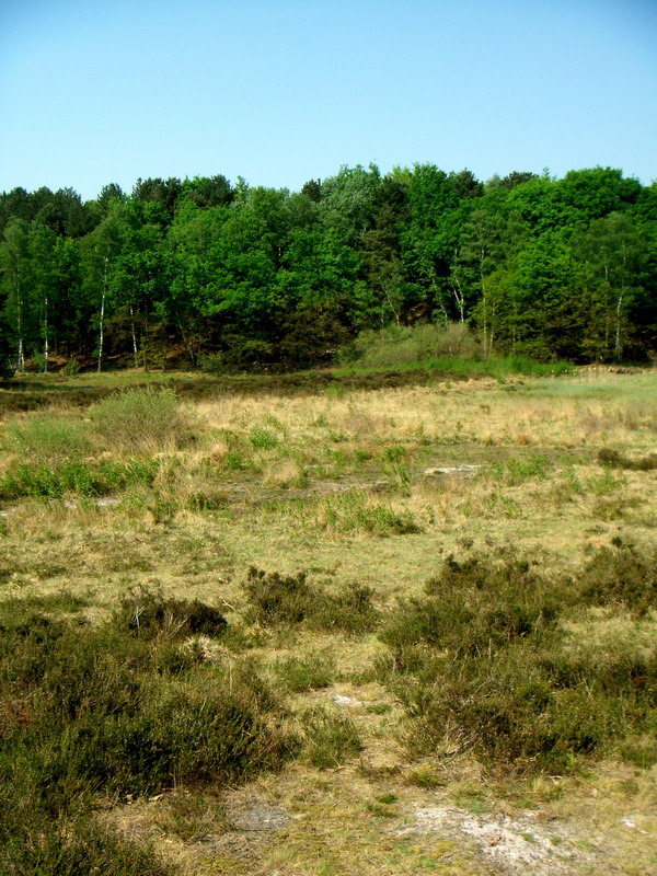 070429_11_brunssummerheide