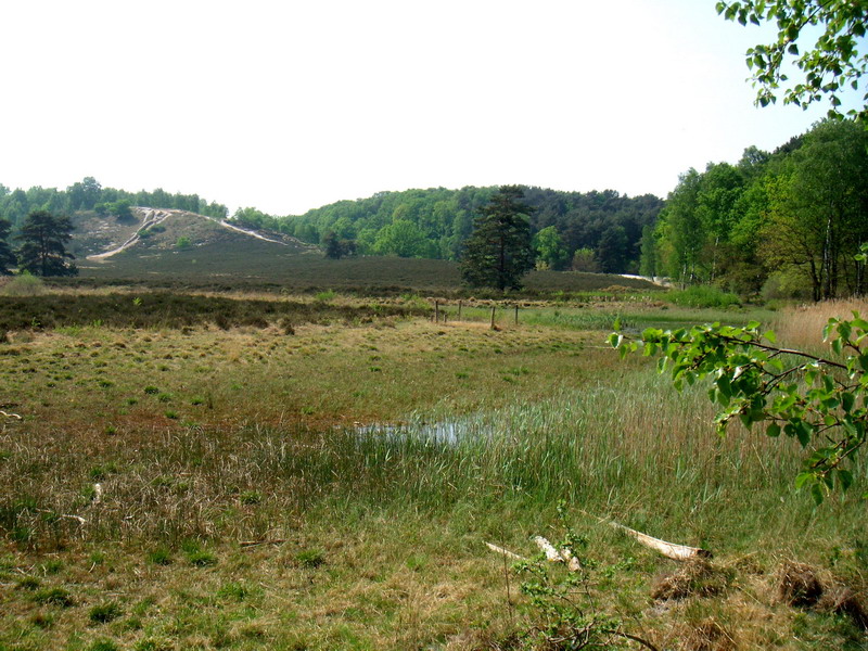 070429_12_brunssummerheide