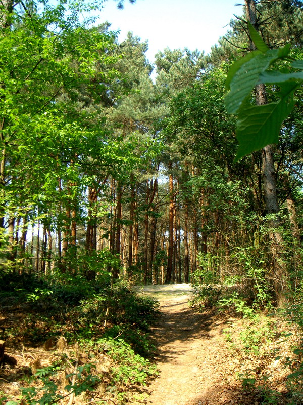070429_13_brunssummerheide
