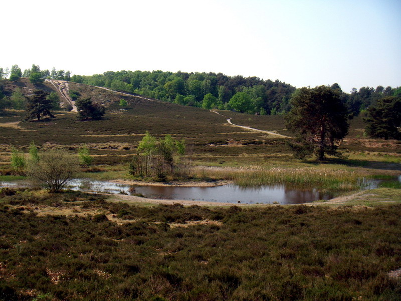 070429_14_brunssummerheide