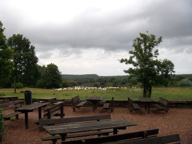 070626_01_brunssummerheide_sheep