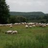 070626_02_brunssummerheide_sheep