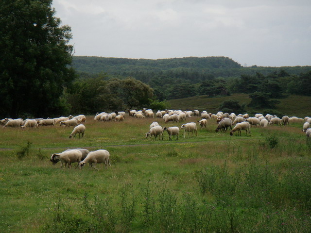 070626_02_brunssummerheide_sheep