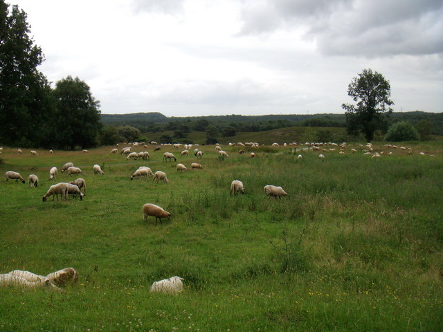 070626_03_brunssummerheide_sheep