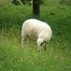 070626_04_brunssummerheide_sheep