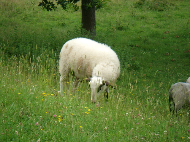 070626_04_brunssummerheide_sheep