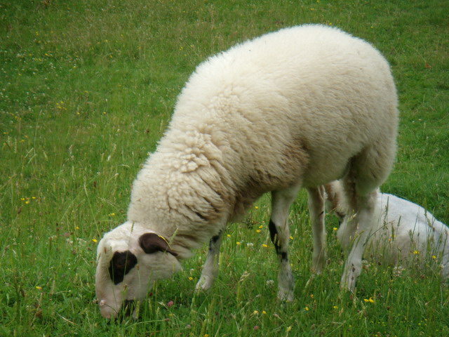 070626_05_brunssummerheide_sheep