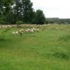 070626_06_brunssummerheide_sheep