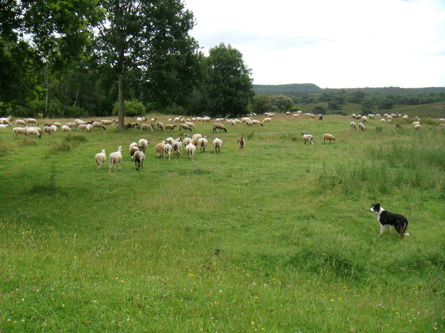 070626_06_brunssummerheide_sheep