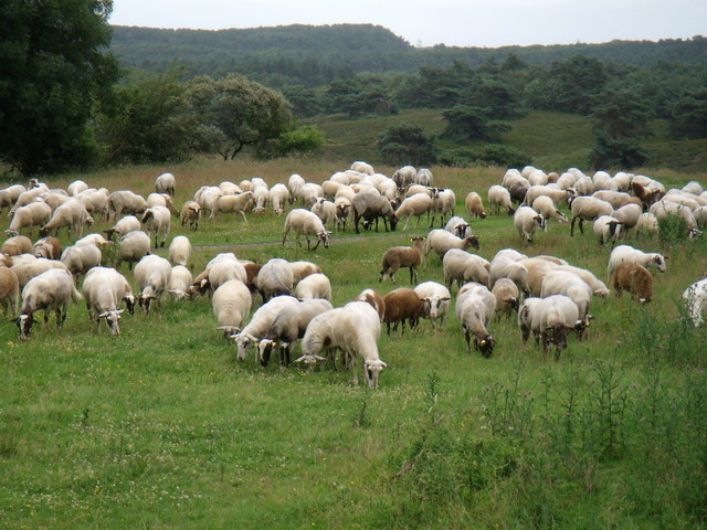 070626_07_brunssummerheide_sheep