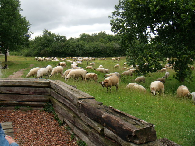 070626_08_brunssummerheide_sheep