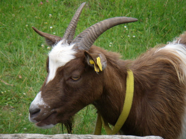 070626_09_brunssummerheide_sheep