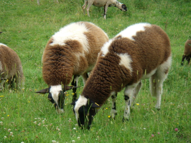 070626_10_brunssummerheide_sheep