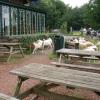 070626_11_brunssummerheide_sheep