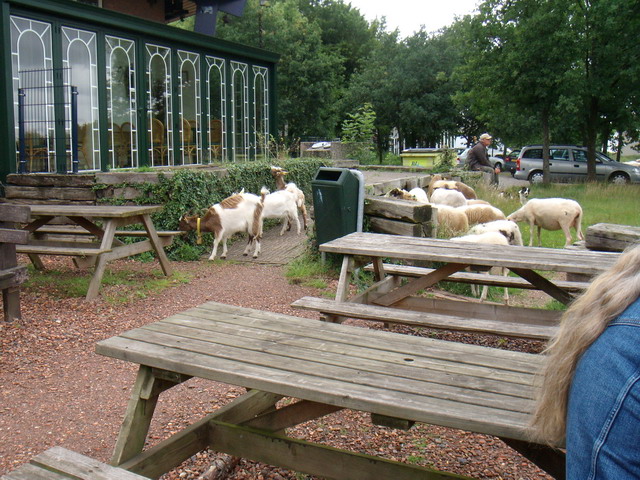 070626_11_brunssummerheide_sheep