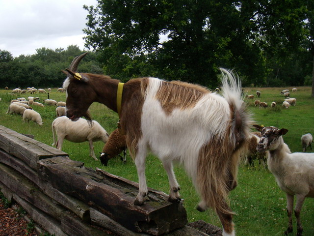 070626_13_brunssummerheide_sheep