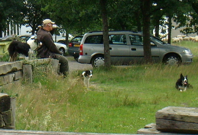 070626_14_brunssummerheide_sheep
