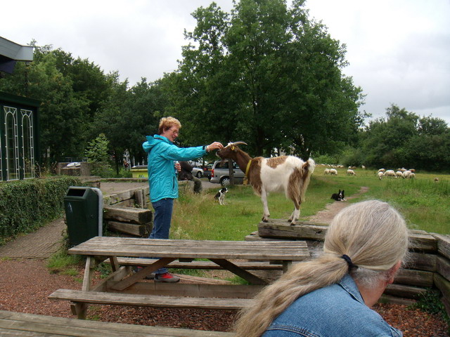 070626_15_brunssummerheide_sheep