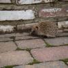 hedgehog210707_1