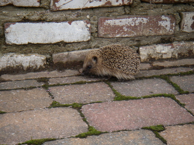 hedgehog210707_1