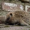 hedgehog210707_2