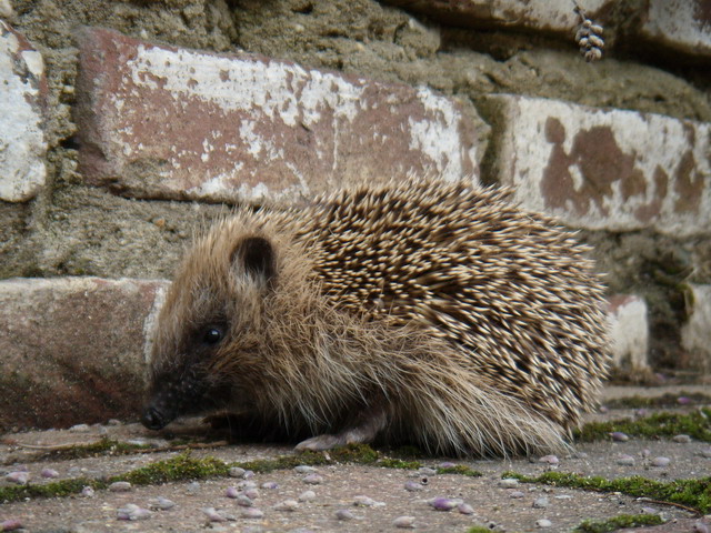 hedgehog210707_2