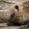 hedgehog210707_3