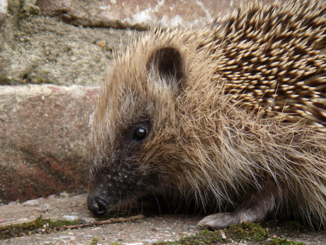 hedgehog210707_3